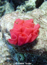 These nudibranch eggs are so pretty, they look like under... by Chloe Taylor 